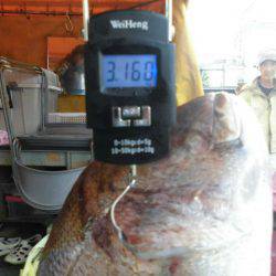 大進丸（愛知） 釣果