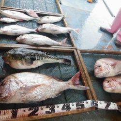 大進丸（愛知） 釣果