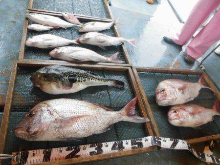 大進丸（愛知） 釣果