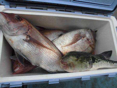 大進丸（愛知） 釣果