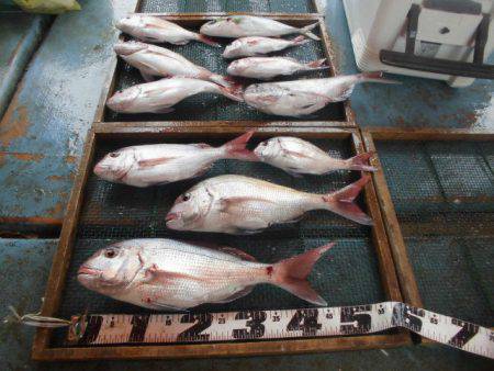 大進丸（愛知） 釣果