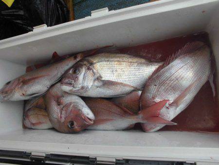 大進丸（愛知） 釣果