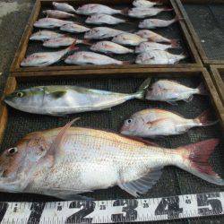 大進丸（愛知） 釣果