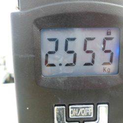 大進丸（愛知） 釣果