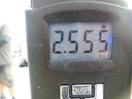 大進丸（愛知） 釣果