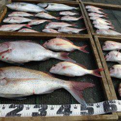 大進丸（愛知） 釣果