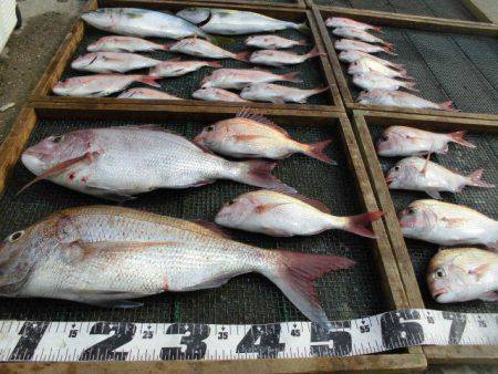 大進丸（愛知） 釣果