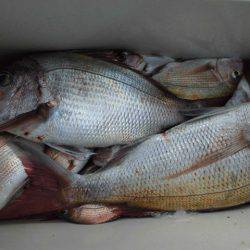 大進丸（愛知） 釣果