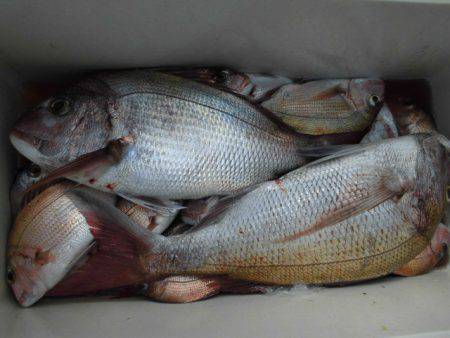 大進丸（愛知） 釣果