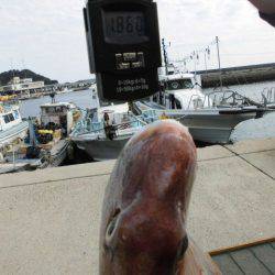 大進丸（愛知） 釣果