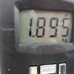 大進丸（愛知） 釣果