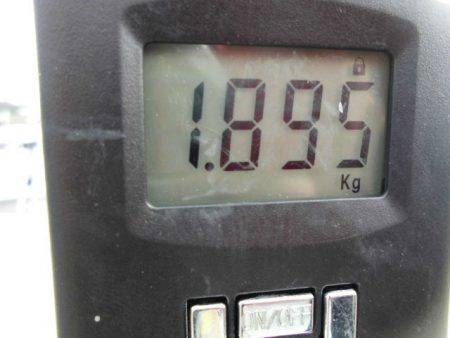 大進丸（愛知） 釣果