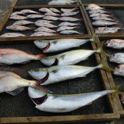 大進丸（愛知） 釣果