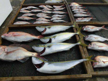 大進丸（愛知） 釣果