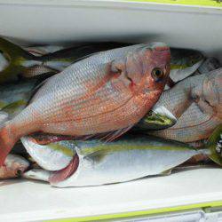 大進丸（愛知） 釣果