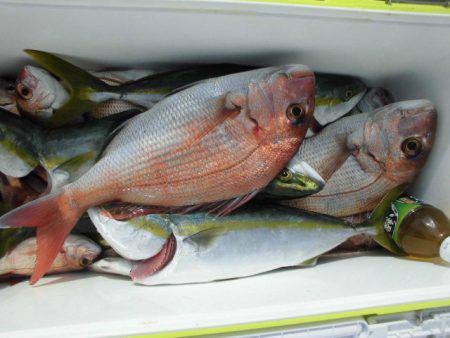 大進丸（愛知） 釣果