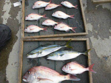 大進丸（愛知） 釣果