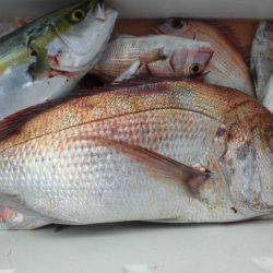 大進丸（愛知） 釣果