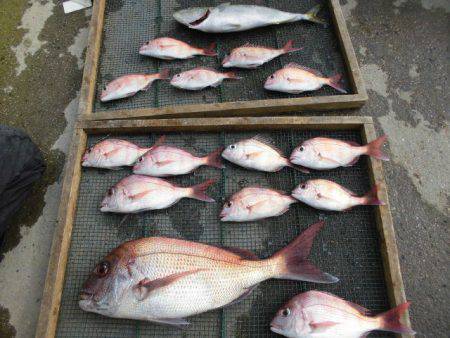 大進丸（愛知） 釣果