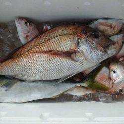 大進丸（愛知） 釣果