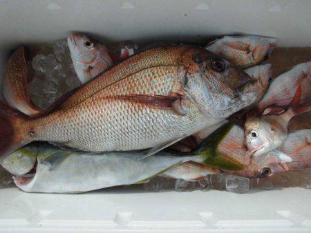 大進丸（愛知） 釣果