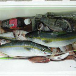 大進丸（愛知） 釣果