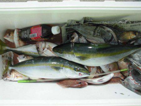 大進丸（愛知） 釣果