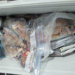 大進丸（愛知） 釣果