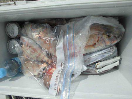 大進丸（愛知） 釣果