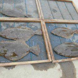 大進丸(愛知) 釣果