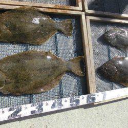 大進丸（愛知） 釣果