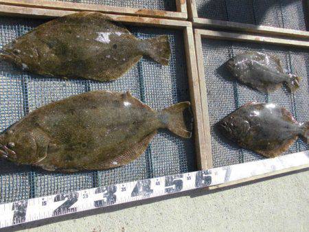 大進丸（愛知） 釣果