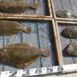 大進丸（愛知） 釣果