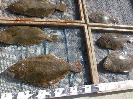 大進丸（愛知） 釣果