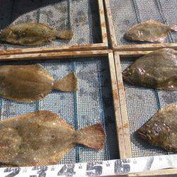 大進丸（愛知） 釣果