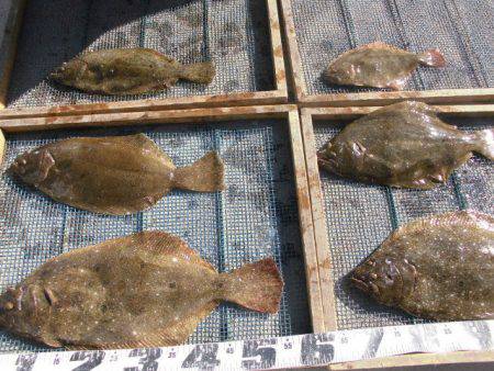 大進丸（愛知） 釣果