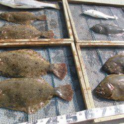 大進丸（愛知） 釣果