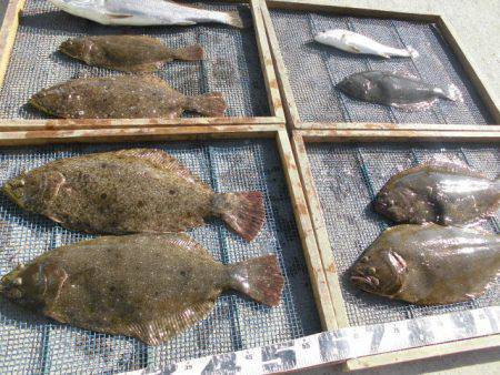 大進丸（愛知） 釣果