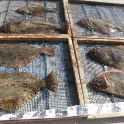 大進丸（愛知） 釣果