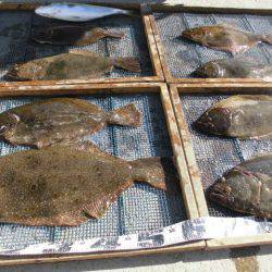 大進丸（愛知） 釣果