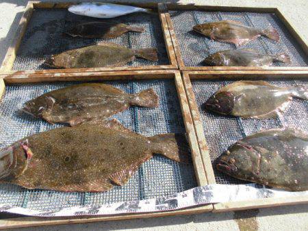 大進丸（愛知） 釣果