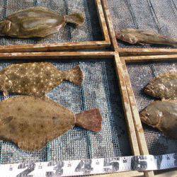 大進丸（愛知） 釣果