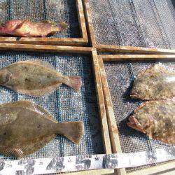 大進丸（愛知） 釣果