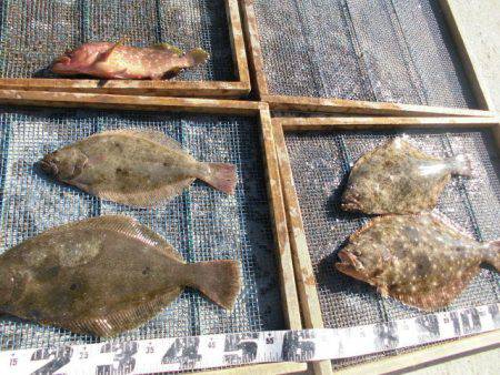 大進丸（愛知） 釣果