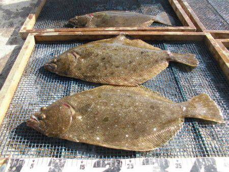 大進丸（愛知） 釣果