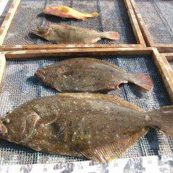 大進丸（愛知） 釣果