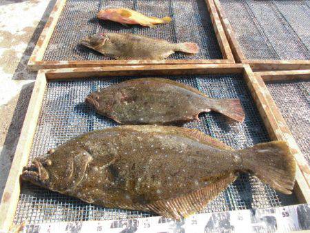 大進丸（愛知） 釣果