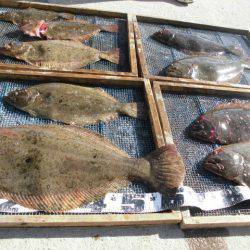 大進丸（愛知） 釣果