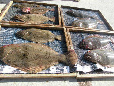 大進丸（愛知） 釣果