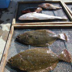 大進丸（愛知） 釣果